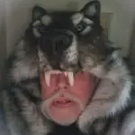 Profile photo of nagrashysa